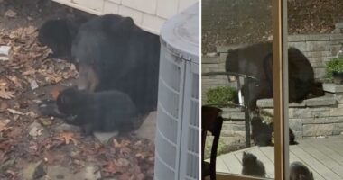 Mama bear, 4 cubs settle underneath NJ family's porch â and show no signs of leaving